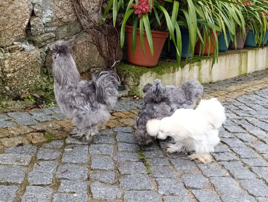 Sedosas do Japão ovos