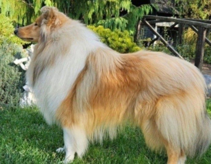 Owczarek Szkocki długowłosy szczeniak piesek