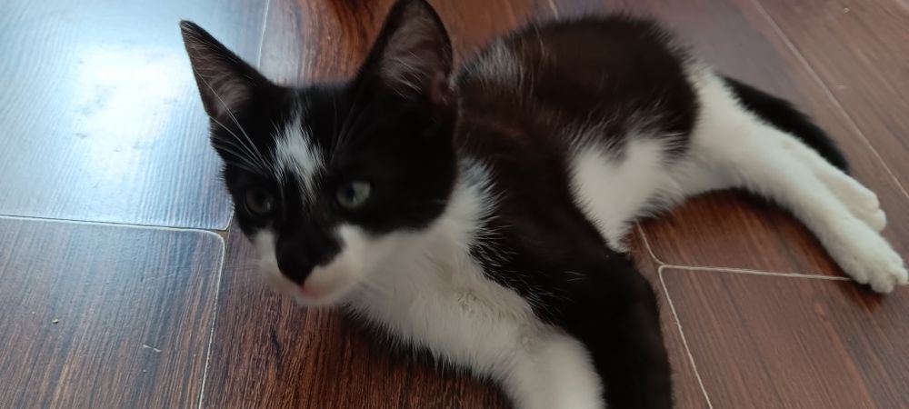 Kochany kotek(kocurek) urodzony w niedzielę/przynosi szczęście:)