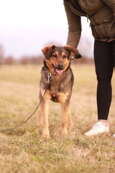 Młody,  energiczny psiak szuka nowego domku