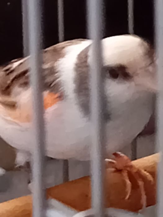 Canários Alecrim Português