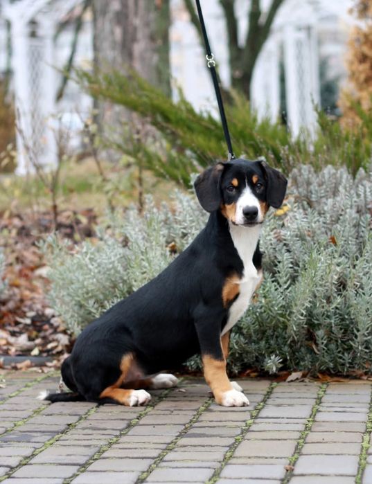 Неймовірна та неперевершена дівчинка ентлебухер зенненхунд КСУ FCI