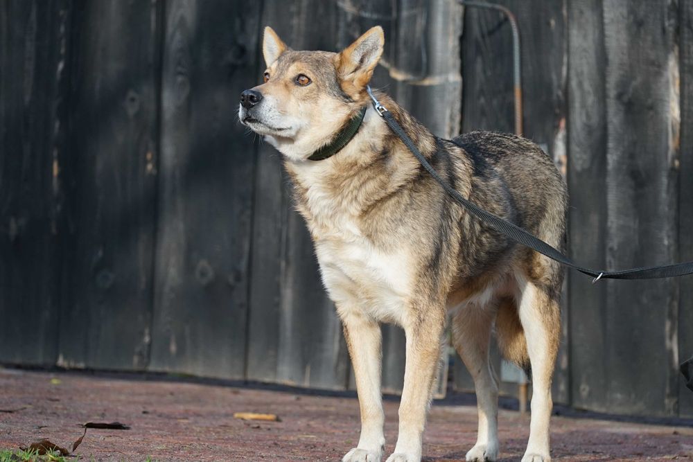 Visto - starszy piesek szuka domu