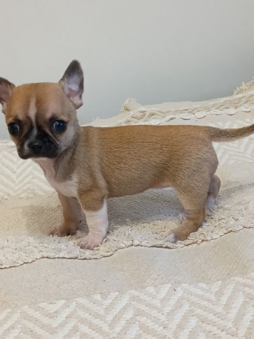 Chihuahua XXS  śliczna dziewczynka