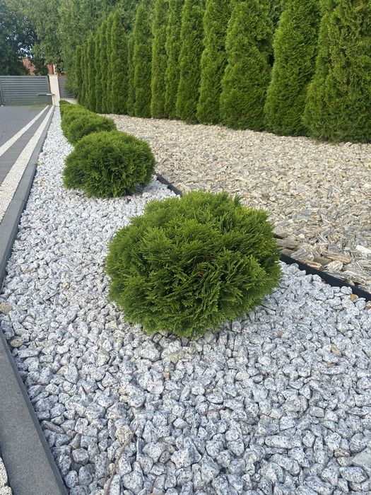 Tuja Szmaragd 120-130  PRODUCENT*DOSTAWA*SADZENIE*GRYS(140/150/160)