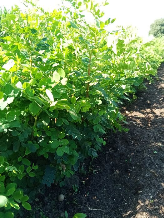 Karagana syberyjska sadzonki - caragana arborescens