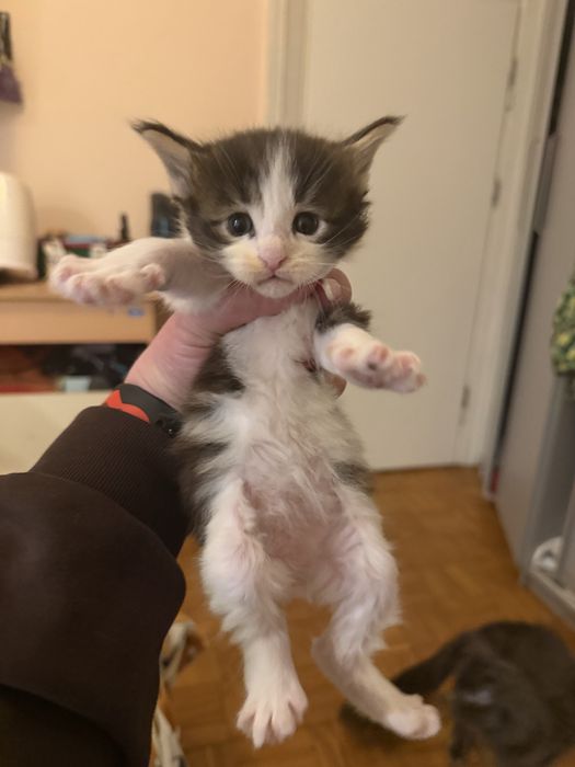 Раннє бронювання Мейн кун