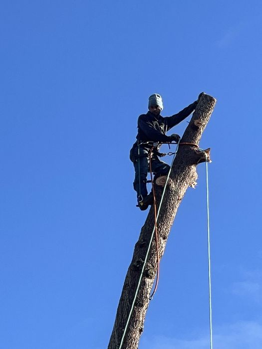 Corte de arvores podar