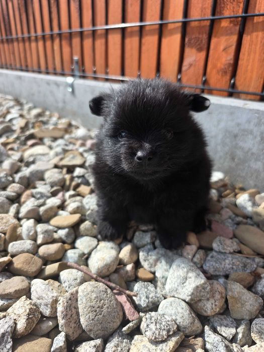 Szpic miniaturowy Pomeranian