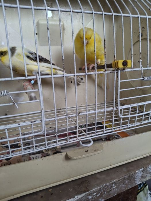 Casal de canarios