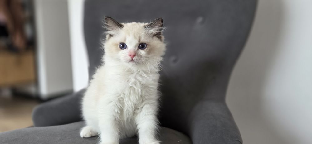 Kotek RAGDOLL kocurek seal  Bicolour