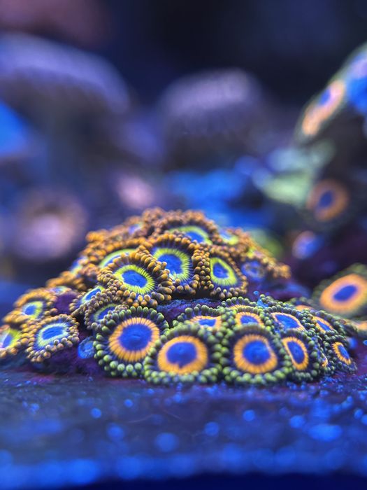 akwarium morskie Zoa/Zoanthus