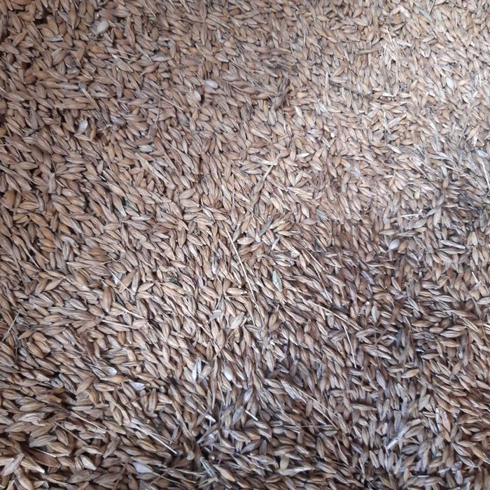 Pszenica Żyto  owies cena za 100 kg