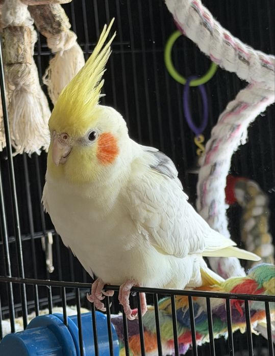 Papuga nimfa, samiec