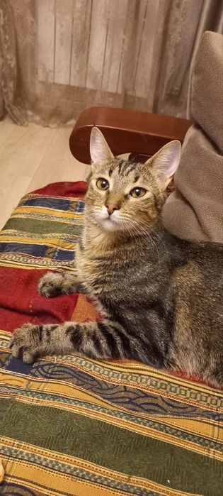 Отдам даром в добрые руки полосатую кошечку