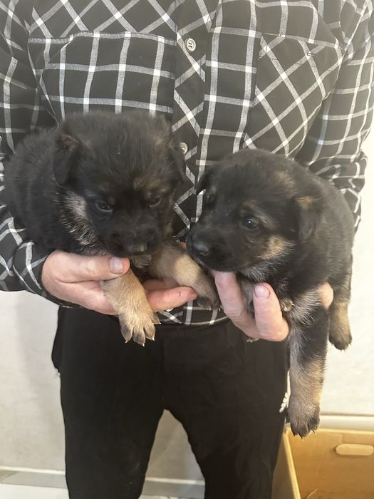 Цуценята німецької вівчарки короткошерсті