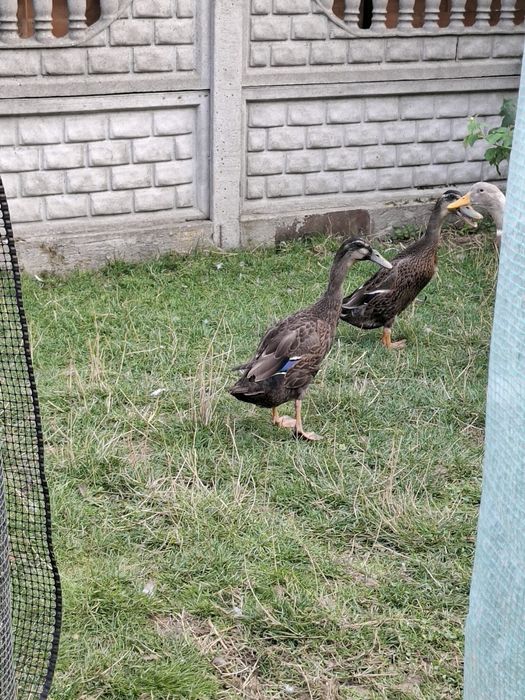 Sprzedam kaczki biegusy