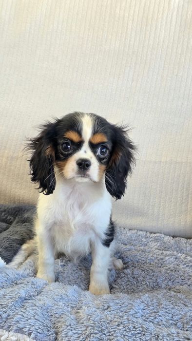 King Charles cavalier se tricolor(país com lop)