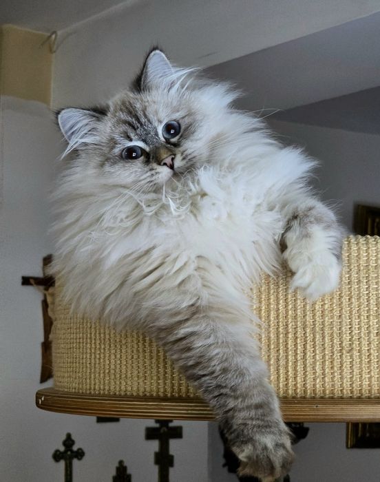 Koteczka syberyjska, neva masquerade