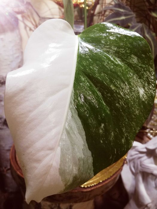 Monstera Alba Variegata NOWA biała roślina jedwab Philodendron 3liście
