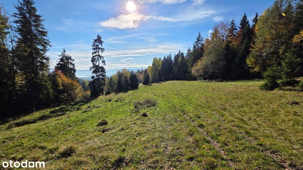 Widokowa polana w Gorcach