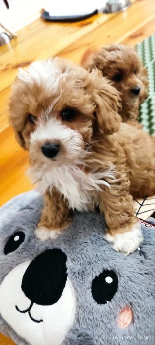 Sprzedam szczeniaka pieska rasy Maltipoo z rodowodem