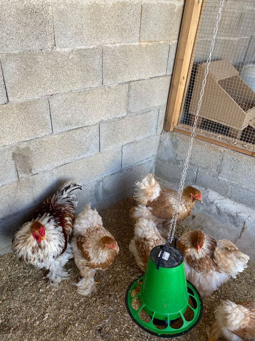 Ovos galados de várias raças