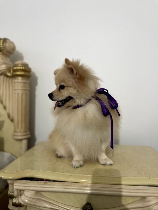 Ексклюзивні хлопчики Померанські шпіци з ідеальним характером