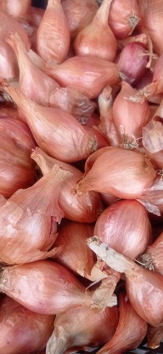 Цибуля кущівка на посадку