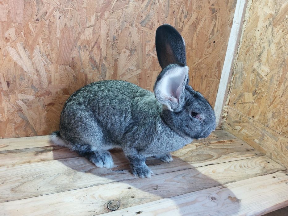 Samica belga olbrzyma