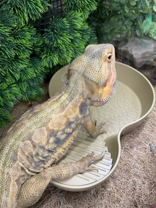 Аксесуари та обладнання для тераріуму