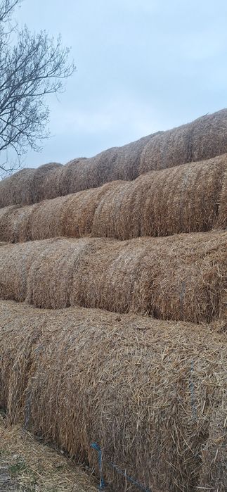 Sprzedam słoma 300 bel o średnicy 140