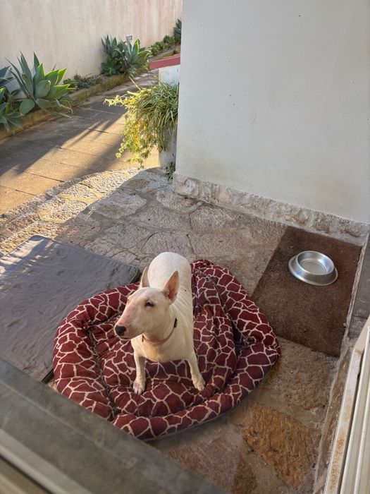 Cadela - Bull terrier