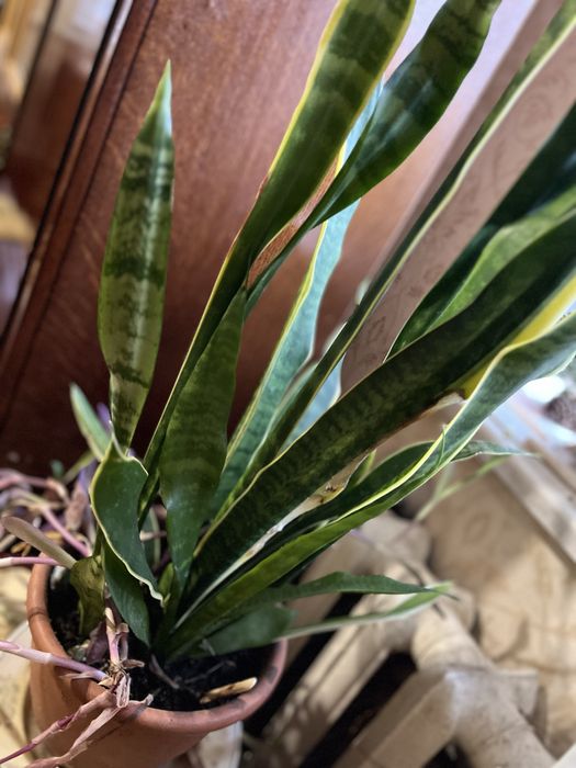 Продаю квіти в вазоннах