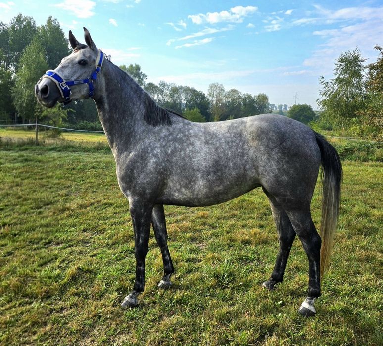 Wyprzedaż noworoczna  Atrakcyjna c**a przy sprawnej decyzji