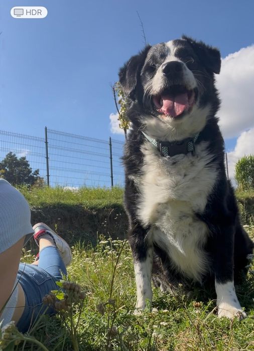 Do adopcji samiec