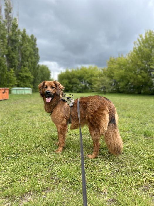 Oddam suczke niecale 3 lata