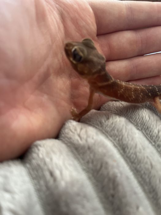 Nephurus Levis gad