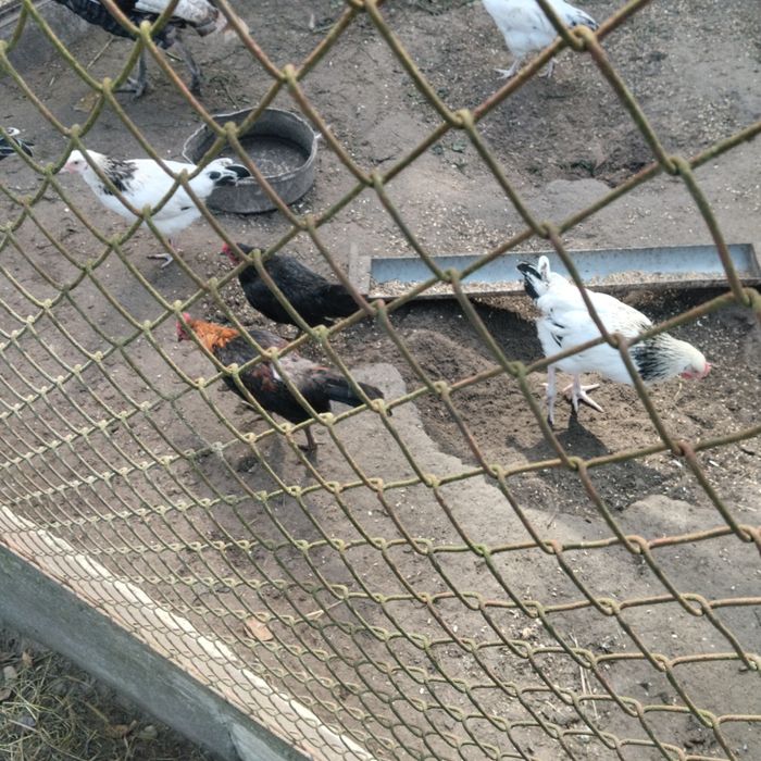 Sprzedam liliputki młode