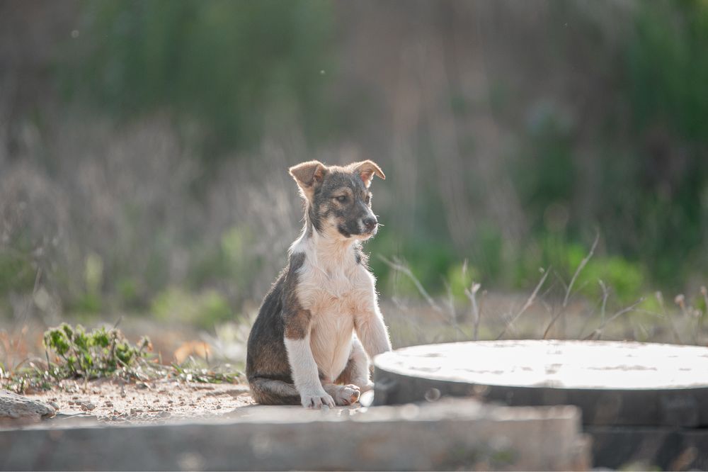 Цуцик-дівчинка шукає родину, лагідне щеня, подаруй сімʼю, врятуй життя