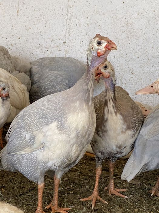 Fracas/ galinha de Angola de varias cores