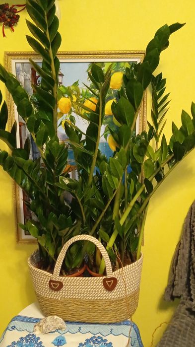 Заміокулькас 17 об'єм горщика 87 см сама рослина  садово кімнатна росл