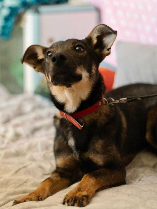 Suczka do adopcji ARIA