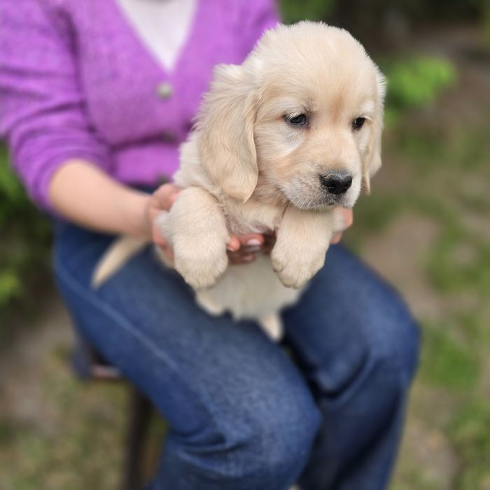 Golden retriever szczeniak