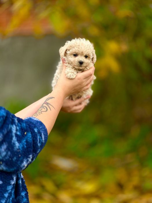 Міні дівчинка мальтіпу красунечка маленька