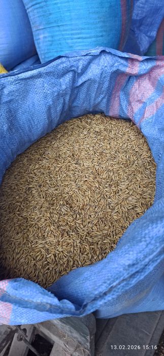 Owies Rambo oczyszczony