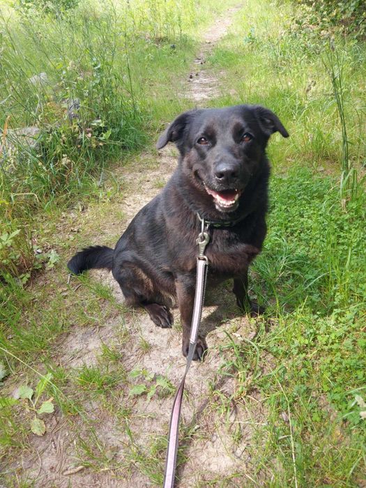 IWI - Schronisko dla Zwierząt w Ostródzie