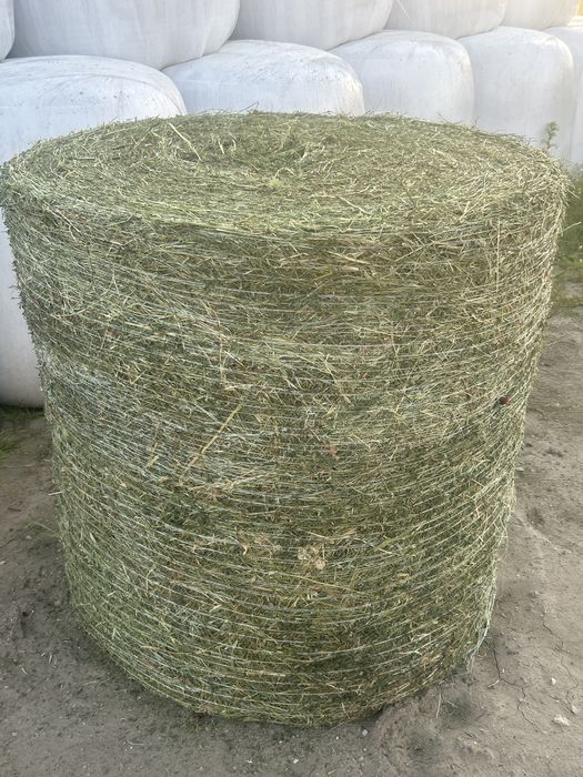 Sianokiszonka z lucerny. Możliwość kupna nie owiniętych bel!!!