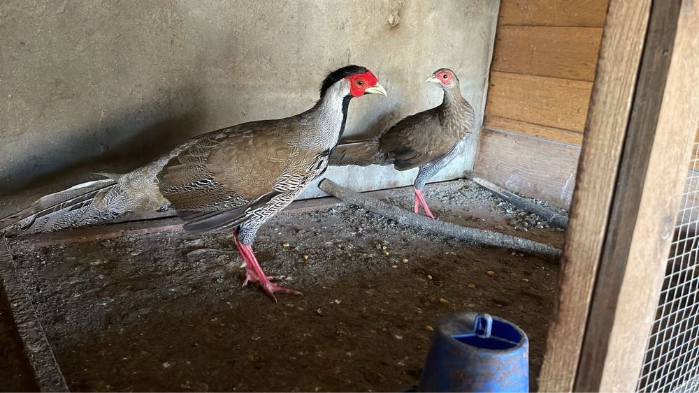 Casal de Faisões Prateados