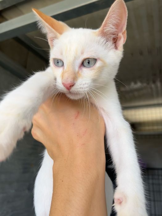 3 Gatinhos Branquinhos meiguinhos!